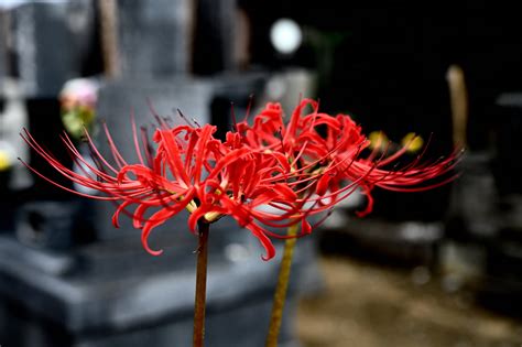 彼岸花 不吉|彼岸花は不吉な花？その由来や特徴とは？ 